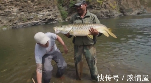 钓鱼|山中意外钓获大鱼,体型像草鱼但鱼鳞金灿灿的,什么鱼?