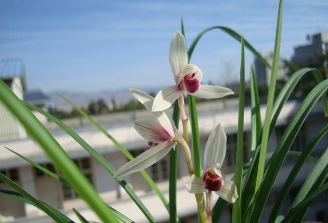 兰花|阳台养兰花，上盆做好5步骤，兰花发芽长得壮，年年开花香