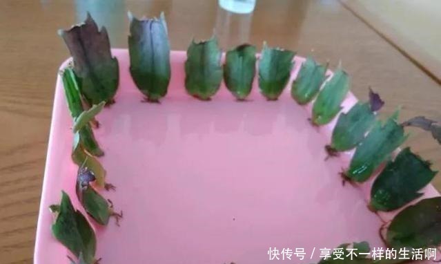 春天扦插3种花,剪1根枝条15天“冒白根”,一次开花上百朵!