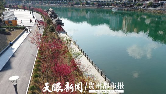 【2021春节·出行】锦屏三江六岸樱花开，游客踏春迎新来