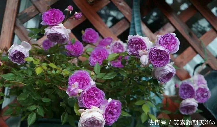 月季花|喜欢玫瑰，就养盆“玫瑰精品”瑞典女王，花型丰满，高贵典雅！