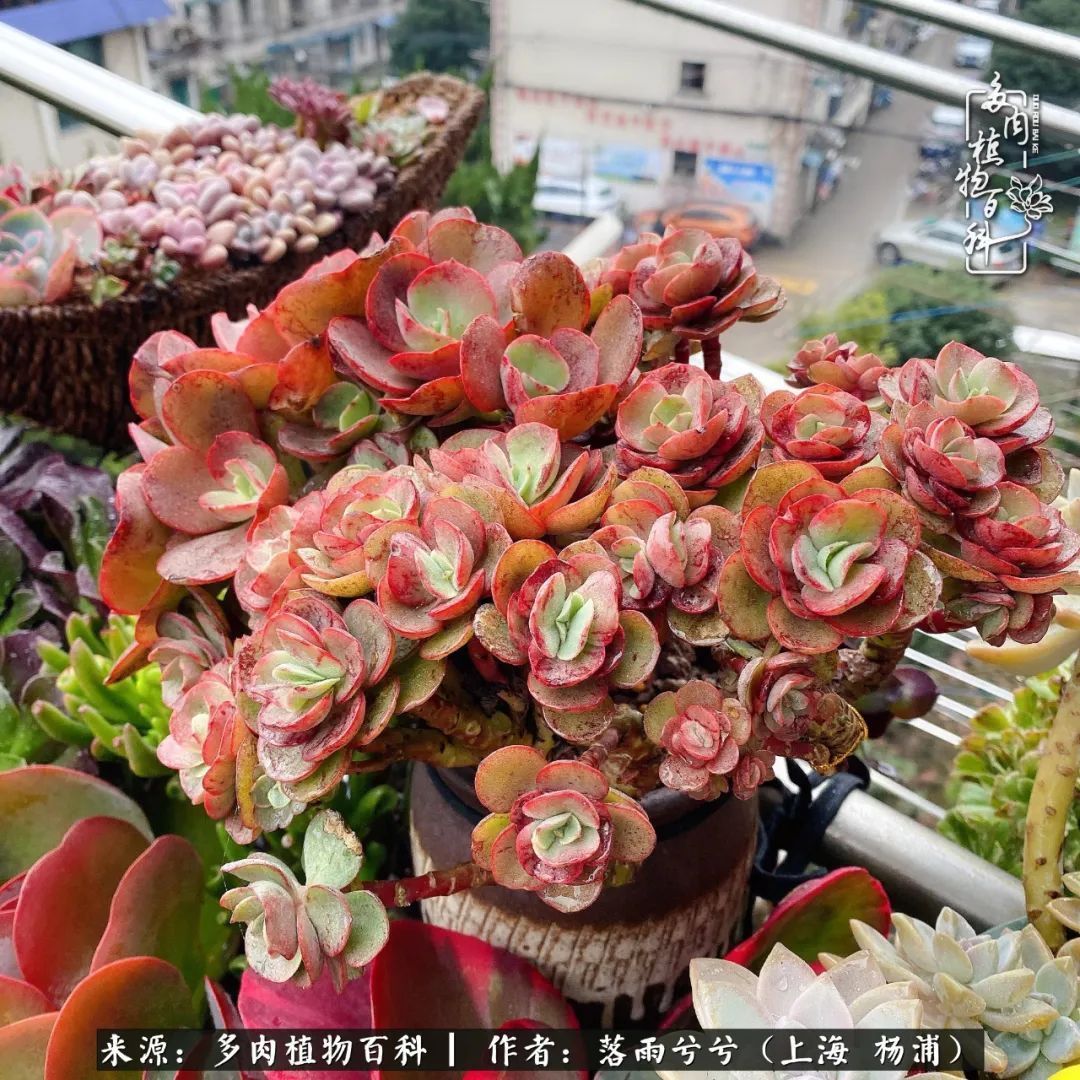 入坑7年多,从菜色到全状态,包邮区的多肉一样可以很美!