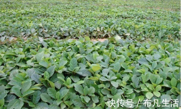 成熟时|以前农村不起眼的这种野果，现已大量种植，80元一斤还在涨