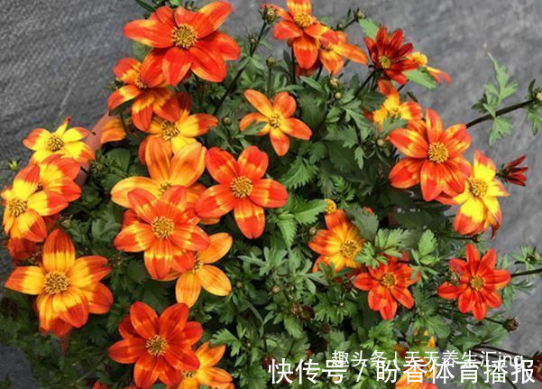 喜欢菊花,不如试试“假菊花”,花开鲜艳美丽,非常值得拥有