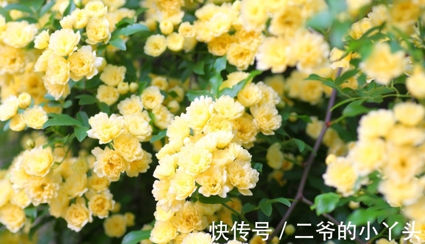 凤仙花|庭院选这几款花，花姿妖娆，花开美观又大气，花色艳丽灿烂无双