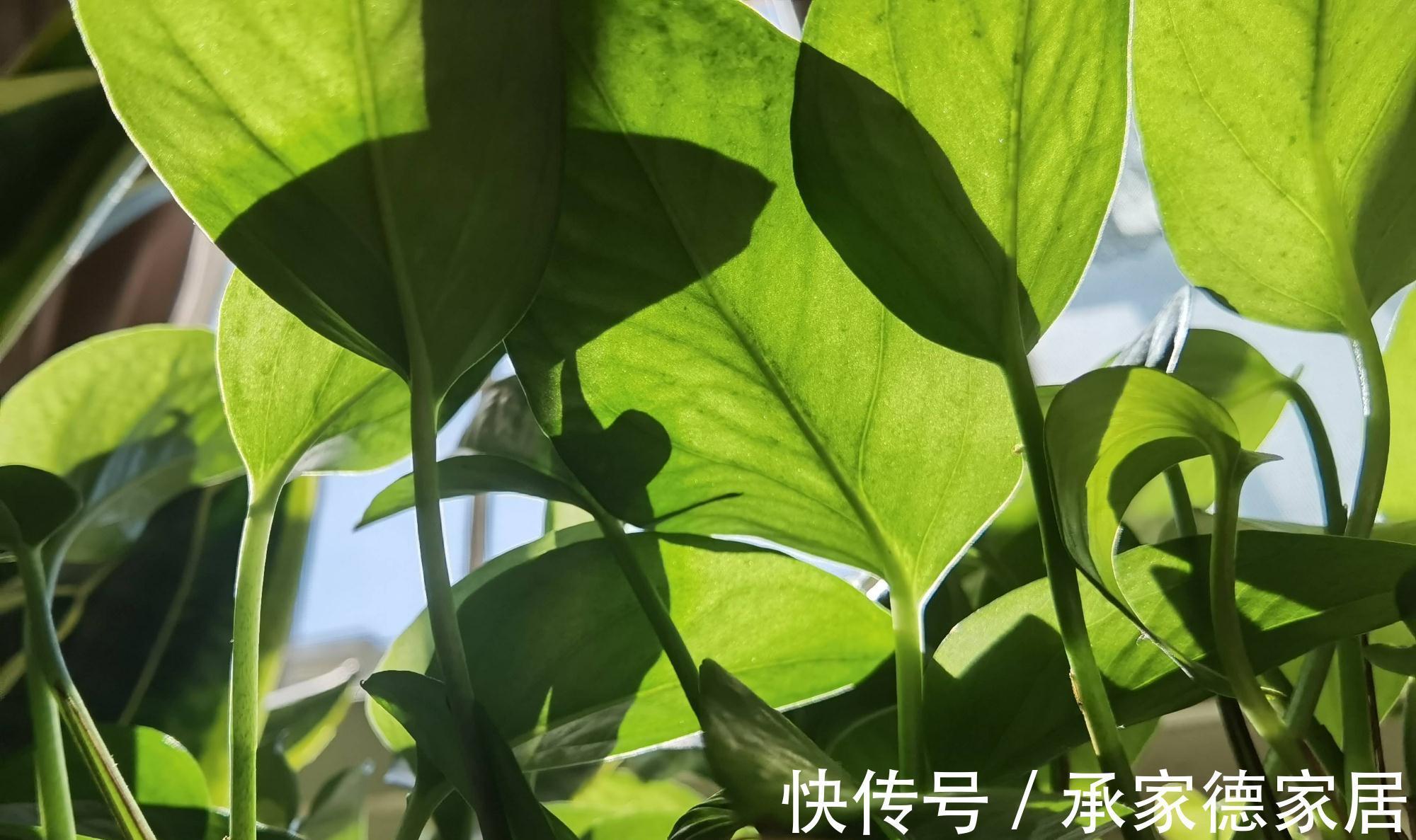 肥料|养绿萝,要注意的一个细节,新叶新枝更多,爬藤一大片