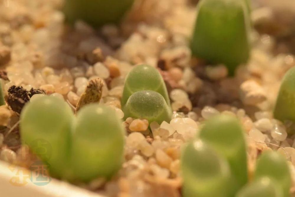  磁铁|磁铁风铃Conophytum Concordans