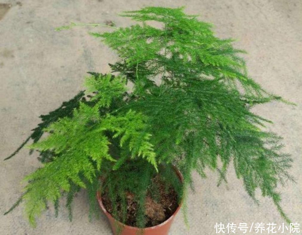 无尽夏|天气越来越热，6种花很怕晒太阳，赶紧给它们遮阴