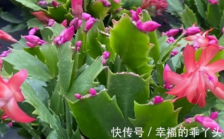 冬天养4盆花,浇水很关键,管住手才能多开花,你了解嘛