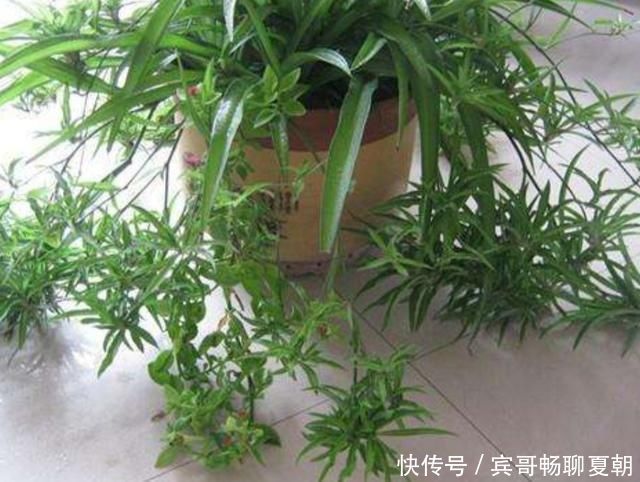植株|家里吊兰开花了,到底留下来好还是剪掉好