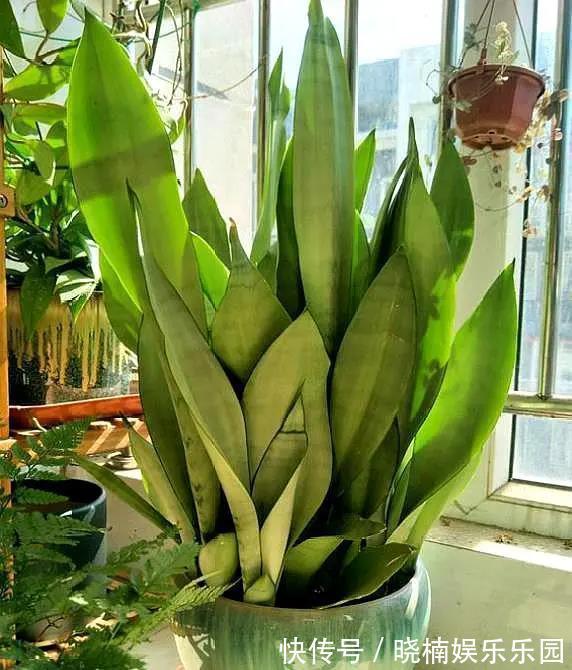 客厅见树,后代富足,7种“吉利树”,随便养一盆,养人又旺家