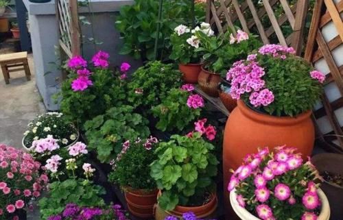 养花细节决定成败：搞不定这3点，养一盆黄一盆