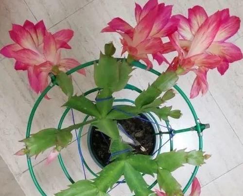 3月前后天气渐暖,养这几样植物,舍得撸叶子摘顶才能开花越漂亮