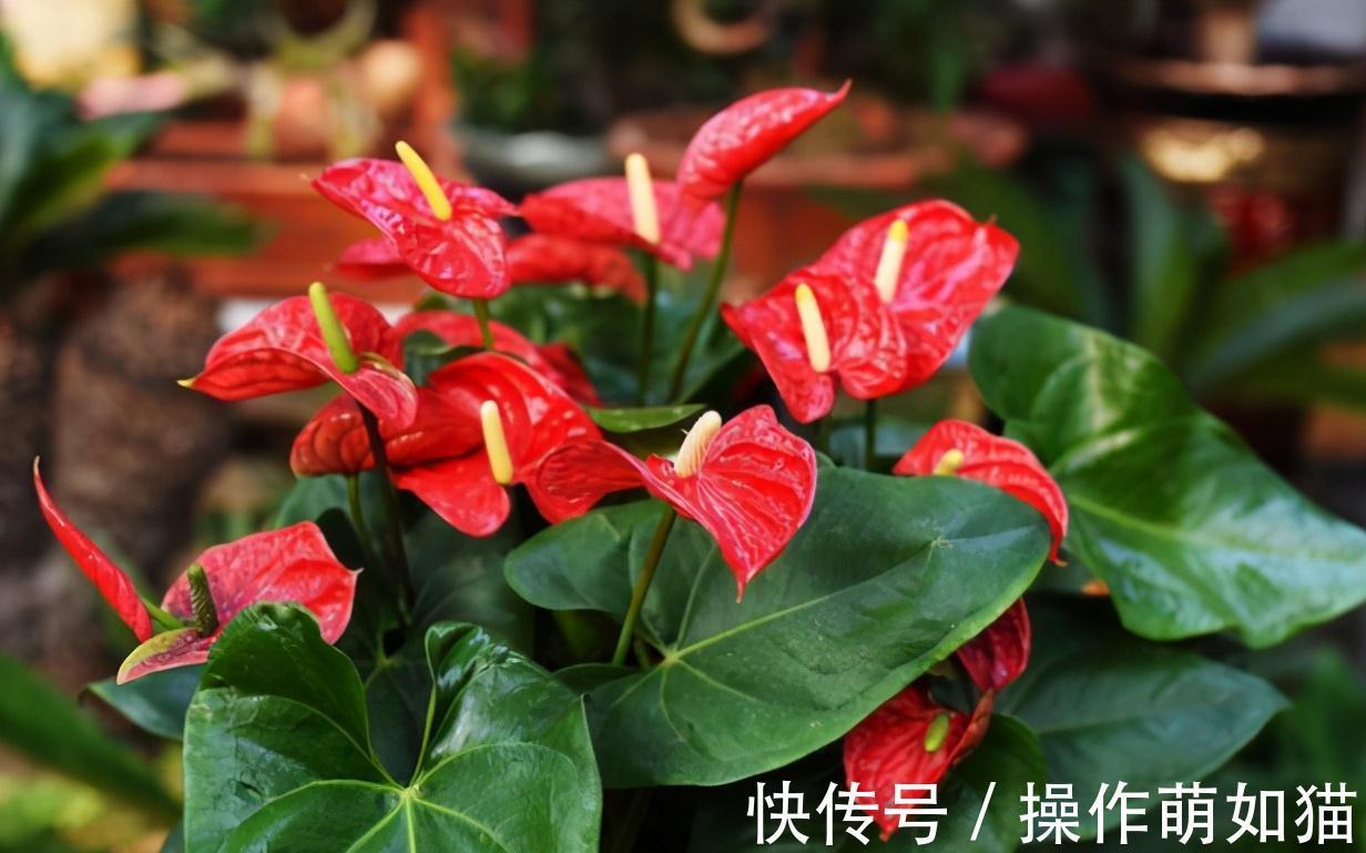 7种“吉利花”,家里养一盆,顺顺当当又漂亮,养人又旺家