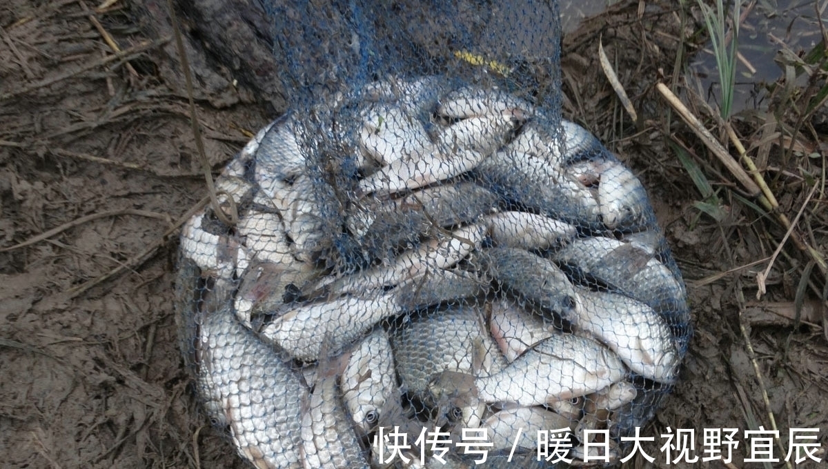 如何钓野生大鲫鱼?野生大鲫鱼喜欢什么味型?野钓大鲫鱼的诀窍