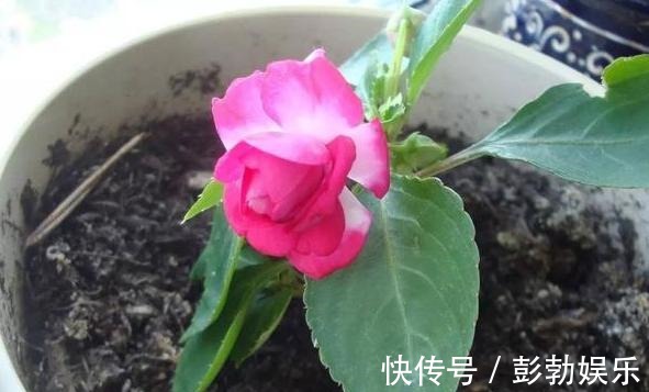 养分|花生壳、核桃壳别再扔了，养花铺盆底，土壤透气、植物疯长