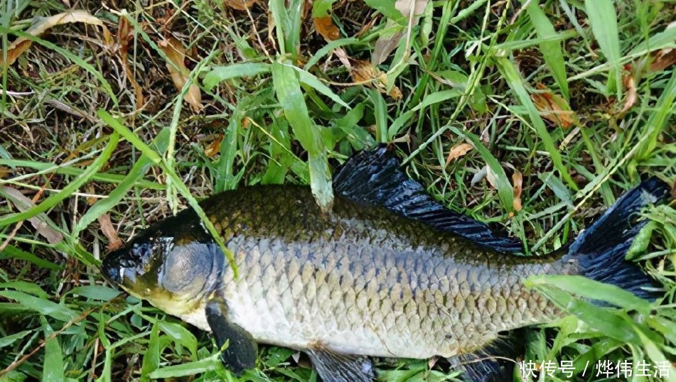 冰眼|适合浮钓鲫鱼的几种常见情况及分析鱼口轻的原因,看完你就懂了