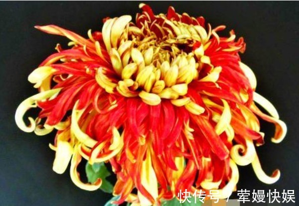 花瓣|喜欢菊花，就养盆“珍稀名菊”唐宇霞辉，似夕阳霞光，温和而秀丽