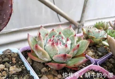 夏季|多肉植物有五怕，想要养好多肉，如果都不清楚，怎么能行