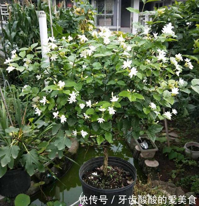 养花就养心,5种“长寿命”花,最适合老人养,健康又长寿