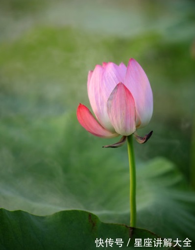 大涨|到了7月下旬，4属相吉星傍身，桃花大涨，未来幸福满满