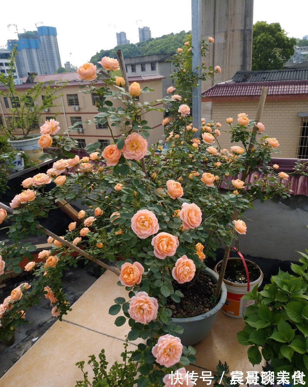 花友|这“三种花”爱淋雨，入春让它们“淋一淋”，撒欢长芬芳小半年