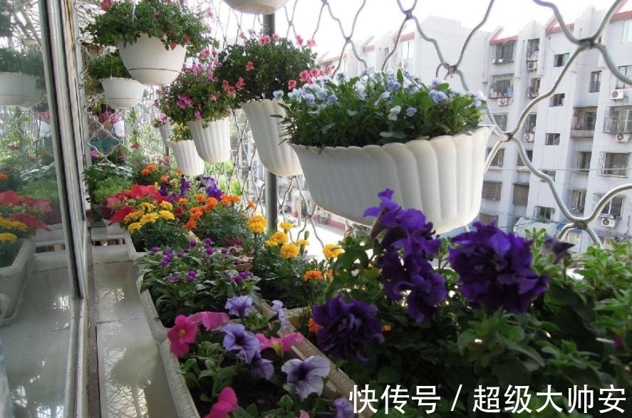 冬天植物养不好,别怪天气,方法不对