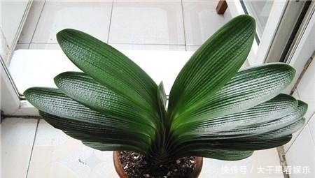 浇水|天热了，君子兰要“睡觉”，有几件事不能做，不然烂根又黄叶