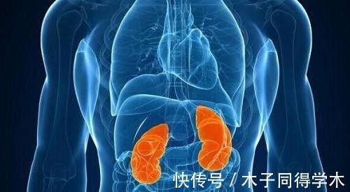 饮食|肾有5怕,牢记饮食3不要,睡前2个要,肾变年轻不衰老,精力充沛