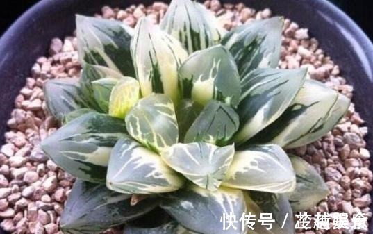 银波锦|办公室养多肉,盆栽这5款,不怕采光差、难看、一盆不剩!