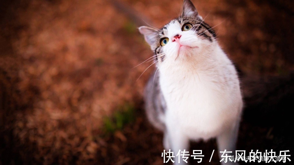 |幽默笑话:闺女对我说道:妈妈,你跟爸爸闹离婚不是为了这个家伙吧!