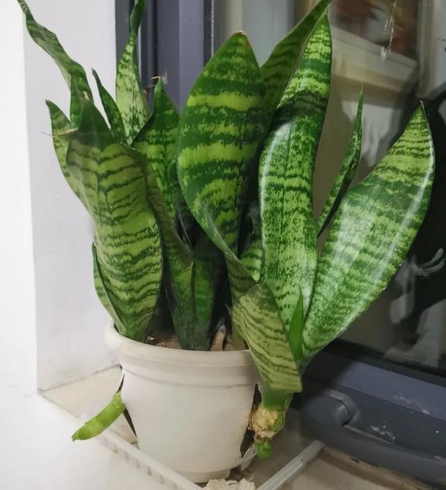 家里养盆虎皮兰,小花盆、挤着养,疯狂开花爆小崽!