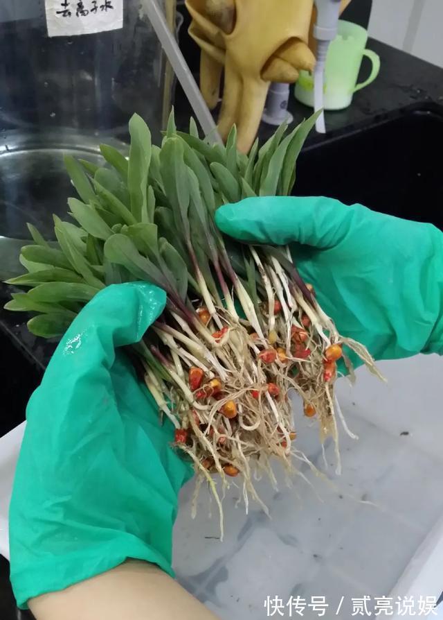 玉米粒|2个月没在家,厨房的菜变成小森林,再也不用买花了!水培蔬菜盆