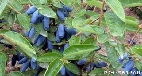 农村|农村一种野果,以前没人重视,现在发现可以预防高血压,一斤50块
