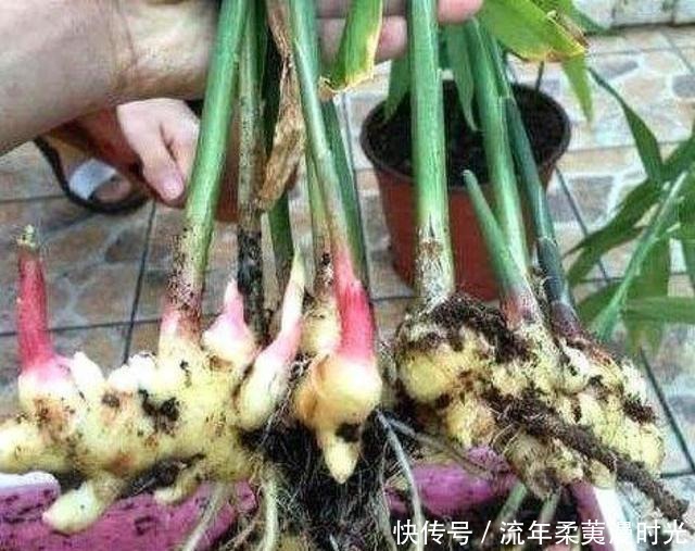 1块生姜放盆里,长出一片姜,只用了1个方法,2年都吃不完