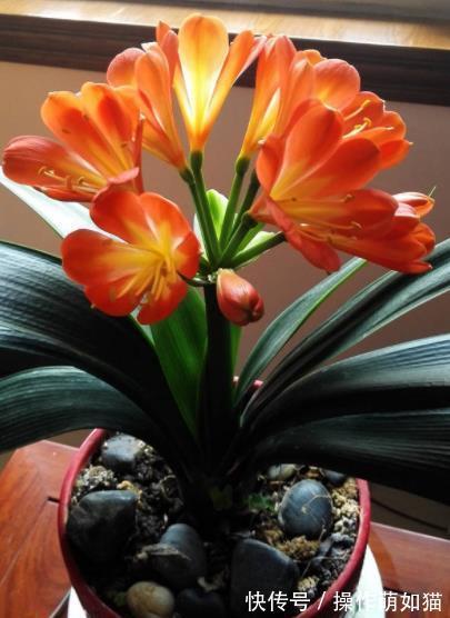 6种花爱“吃土”，10月赶紧换盆，不然长势弱来年花量减半