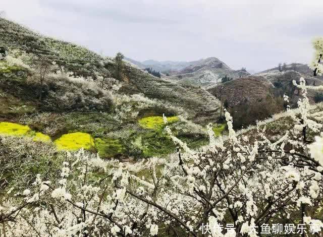 “云”赏花！镇宁李花樱花醉游客