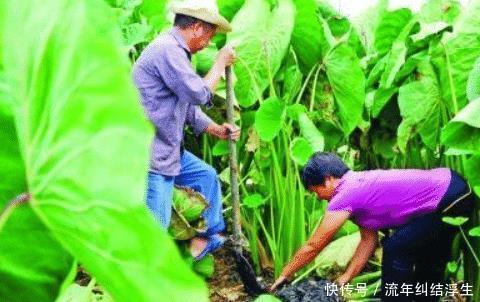 农民|原产自我国，曾是农民的救命粮，叶梗腌酸菜是一绝，不知道可惜了