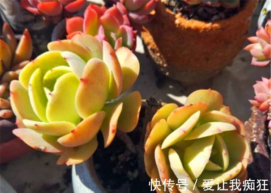 多肉碧桃成了阳台最美的风景,晶莹剔透成老桩,金黄碧绿总相宜