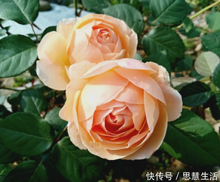 空气净化器|几种花适合现在养,比空气净化器效果好,空气清新、心情好!