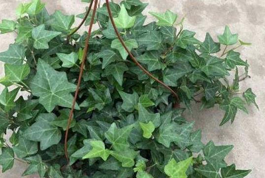 入冬后，买4种垂吊花挂阳台上，生命力旺盛，观赏性高，真值