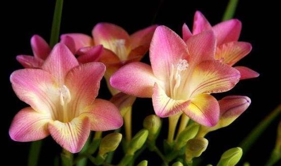 大花蕙兰|比“香水”还好闻的“4种花”,家里养1盆,满屋子清香四溢