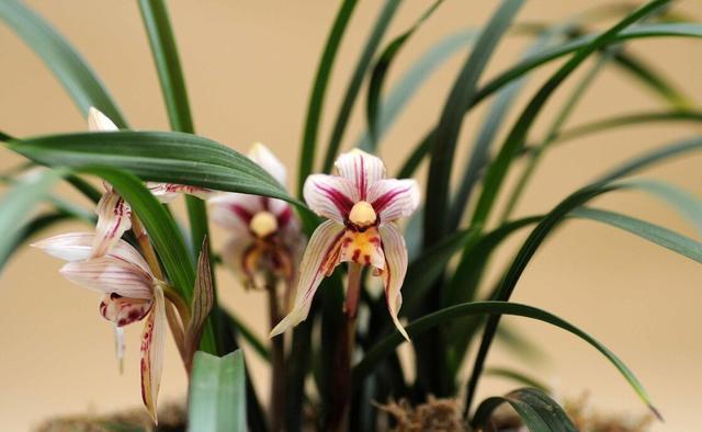 过程|养兰花需要知识,经验,实践,试着享受这个过程,养出好兰花