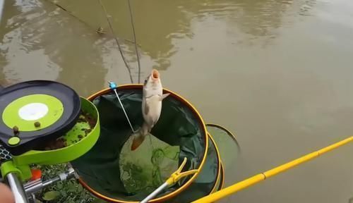 四大家鱼|让钓鱼人难受的“新四大家鱼”,讨厌还没有办法,你认识吗?