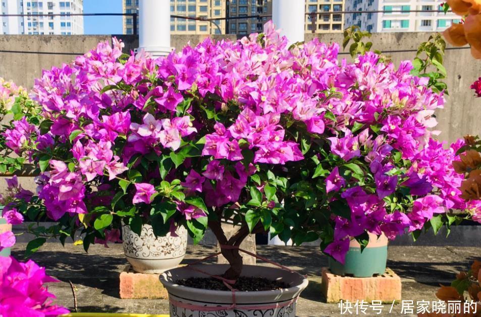 光照|三角梅长出花苞后,“3件事”不能做,不然花苞全部“憋”回去!