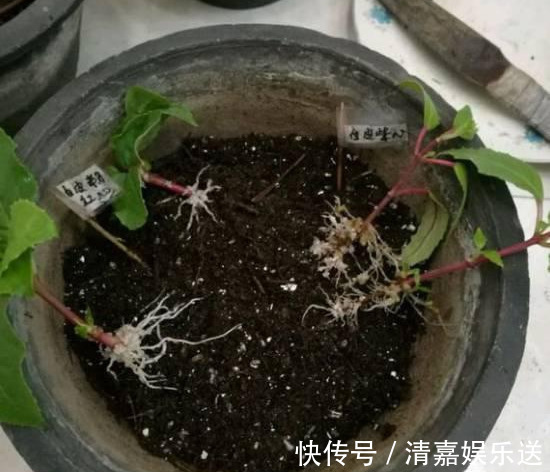 泡水|3种枝条泡水里,10天长根,一次开花100朵,水培成活率更高!