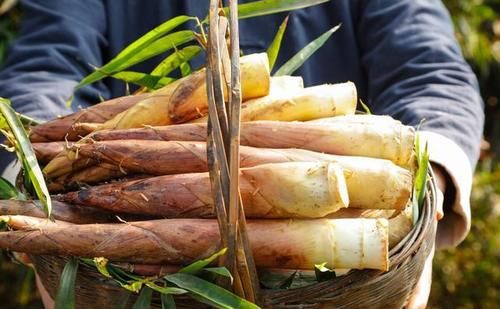 春季吃野菜正当时，这9种野菜，绿色无污染，多吃对身体好！