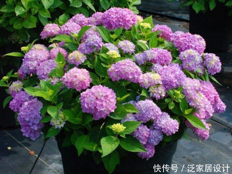 几款姿色艳丽的漂亮花卉,花开繁盛花香怡人,四季繁花似锦