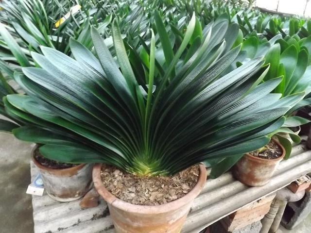 爷爷养花,出门捡点它,热水煮一煮“垫盆底”,花卉长得根粗叶绿