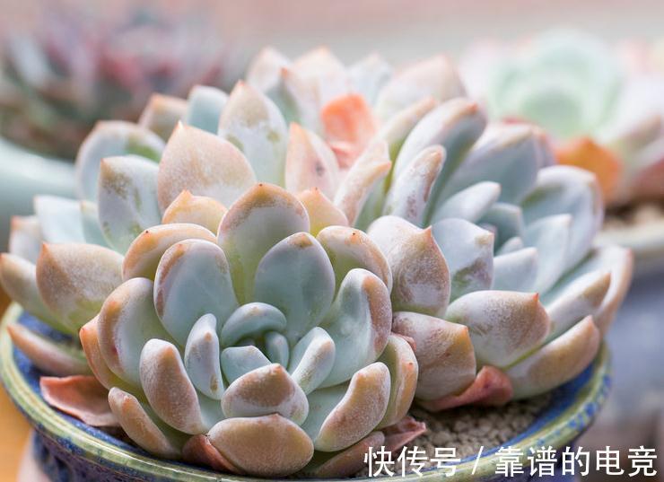多肉|多肉植物蚧壳虫太可怕,5个简单处理方法,轻松消灭蚧壳虫